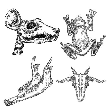 Sürüngen kurbağa, kurbağa, sıçan kafatası, keçi veya koyun çene kemiği seti, gitmek