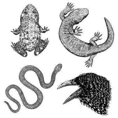 Cadılık sihirli seti, okült özellikleri dekoratif unsurlar. 