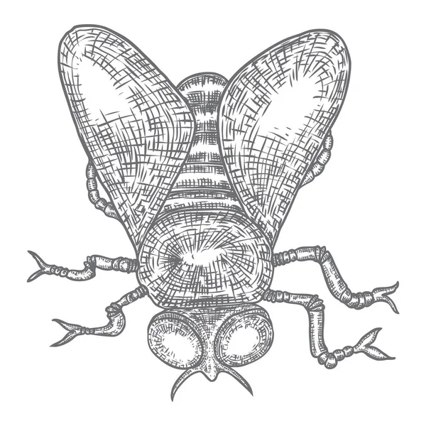 Disegno a mosca. Moschea di insetti realistica. Simbolo di magia nera e dev — Vettoriale Stock