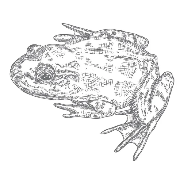 Иллюстрация лесной лягушки в сером. Волшебный анус или яд t — стоковый вектор