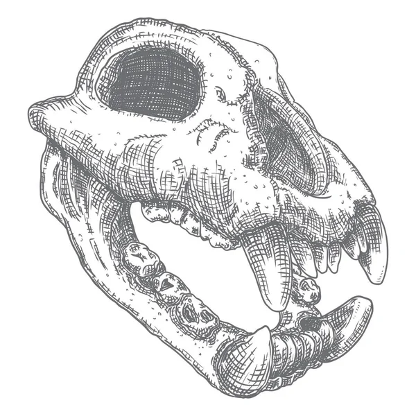 Hund, Kojote oder Raubtier Schädel. Tiergravur Handzeichnung wol — Stockvektor