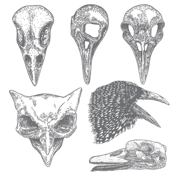 Conjunto de cráneo de cuervo pájaro. Cráneo de cuervo dibujado a mano, búho y pato li — Archivo Imágenes Vectoriales