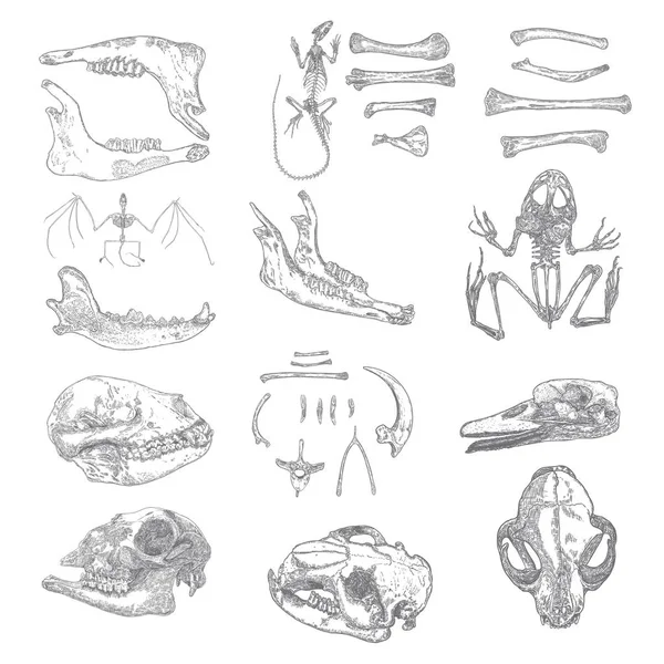 Magic animal bones design elements set. Hand drawn sketch for ma — Stock Vector