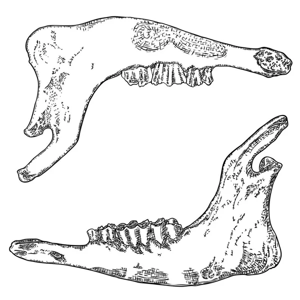 Mandíbula de oveja o cabra. Huesos de dientes envejecidos. Granja, animal doméstico freeh — Vector de stock