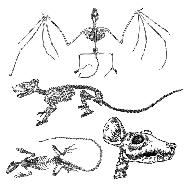 Elementos de símbolo de alquimia establecidos. Espiritualidad, ocultismo y químico — Archivo Imágenes Vectoriales