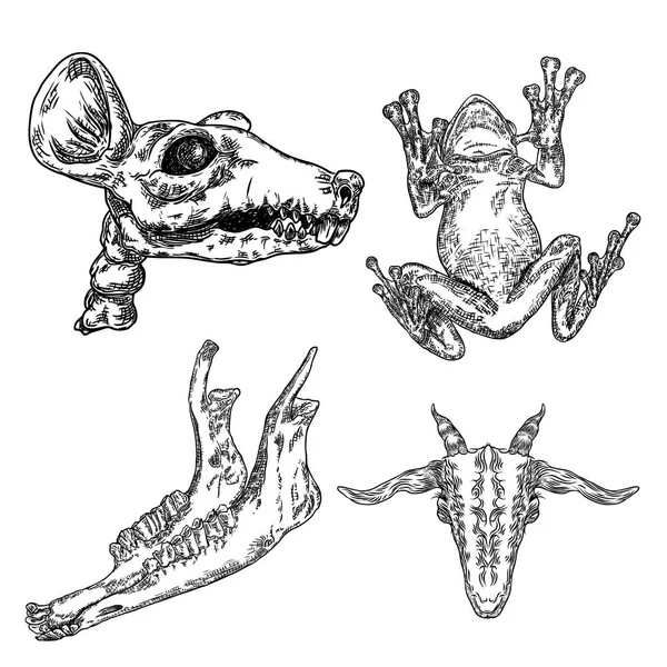 爬虫類のカエル、ヒキガエル、ネズミの頭蓋骨、ヤギや羊の顎の骨のセットは、行く — ストックベクタ