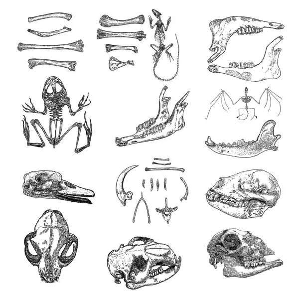 Magic animal bones design elements set. Hand drawn sketch for ma — Stock Vector