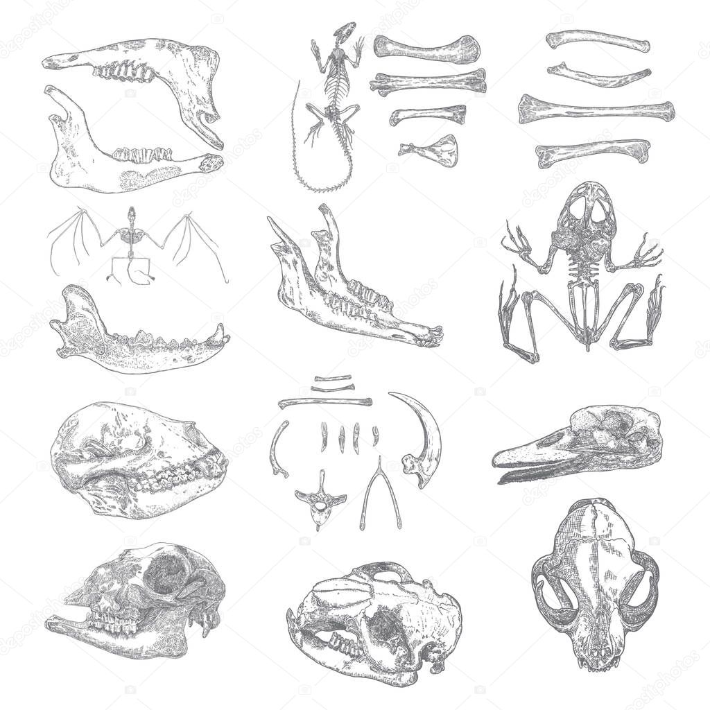 Magic animal bones design elements set. Hand drawn sketch for ma