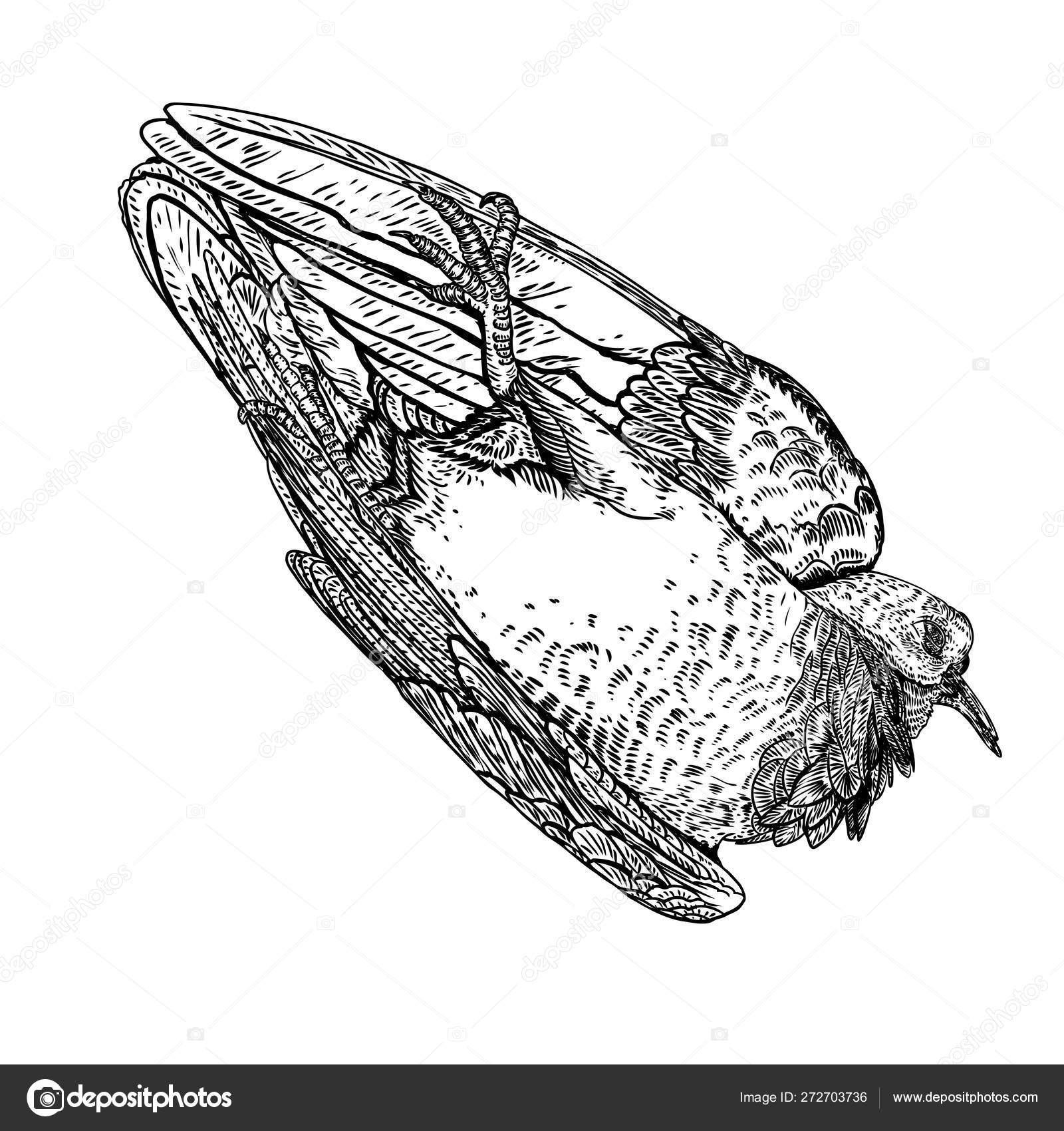 Hand Drawn Dead Bird Engraved Etched Stylized Drawing Of Deco Stock Vector C Goldenshrimp 272703736 Bird drawings cat drawing animal drawings mick rory eobard thawne cassandra cain stephanie brown tim drake damian wayne. hand drawn dead bird engraved etched stylized drawing of deco stock vector c goldenshrimp 272703736