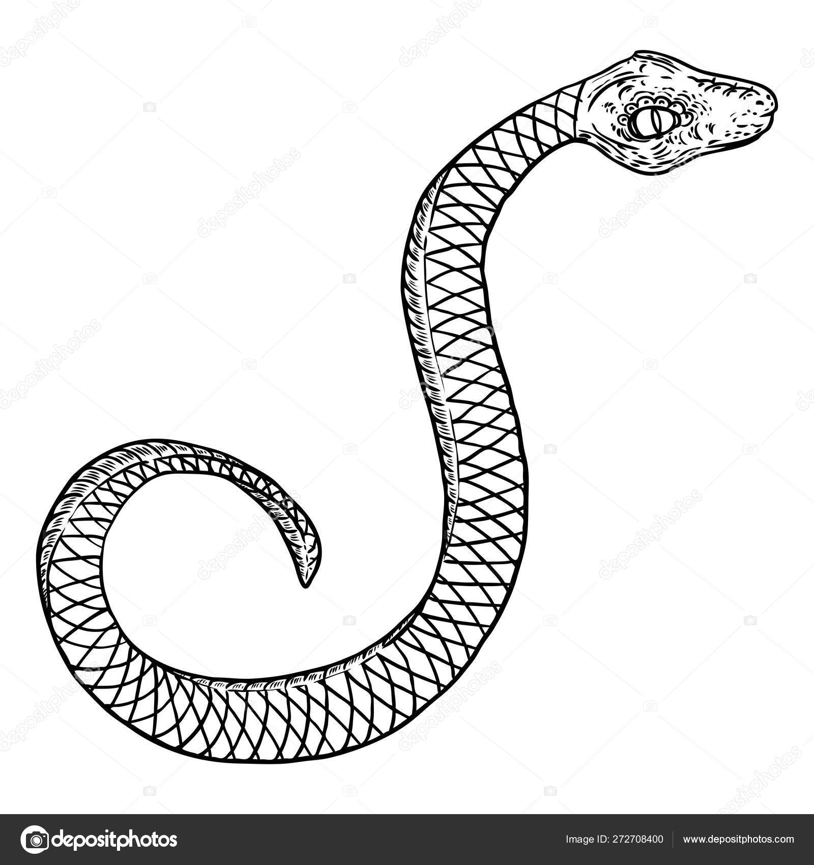 Cobra Da Serpente 3D Isolada Em Um Branco Ilustração Stock - Ilustração de  perigo, levantado: 9571680