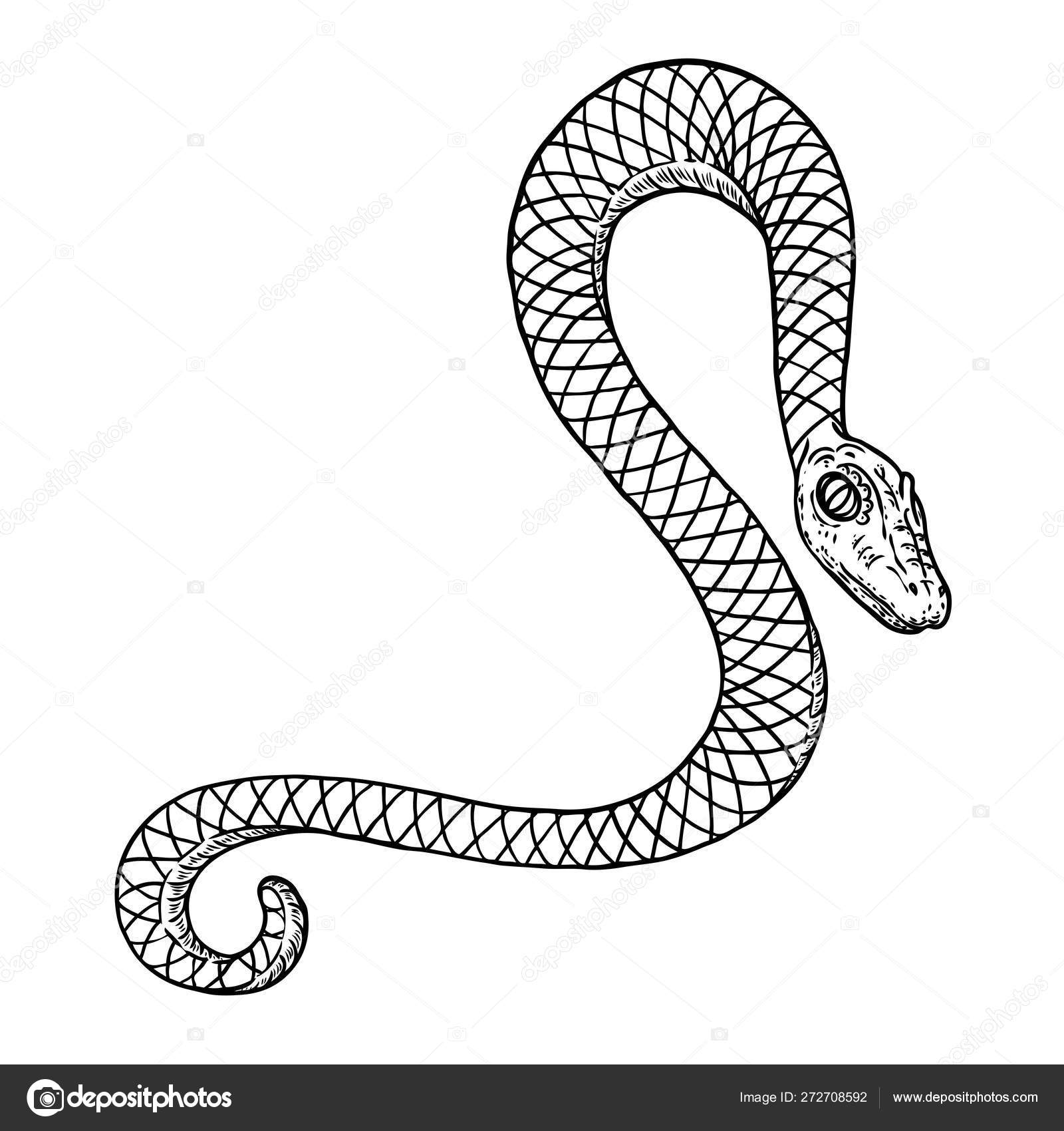 Snake drawing illustration. Black serpent isolated on a white ba Stock ...