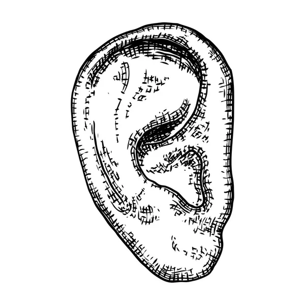 Ludzkiego ucha anatomii części ciała w grawerowane ręcznie rysowane stylu. Styliz — Wektor stockowy