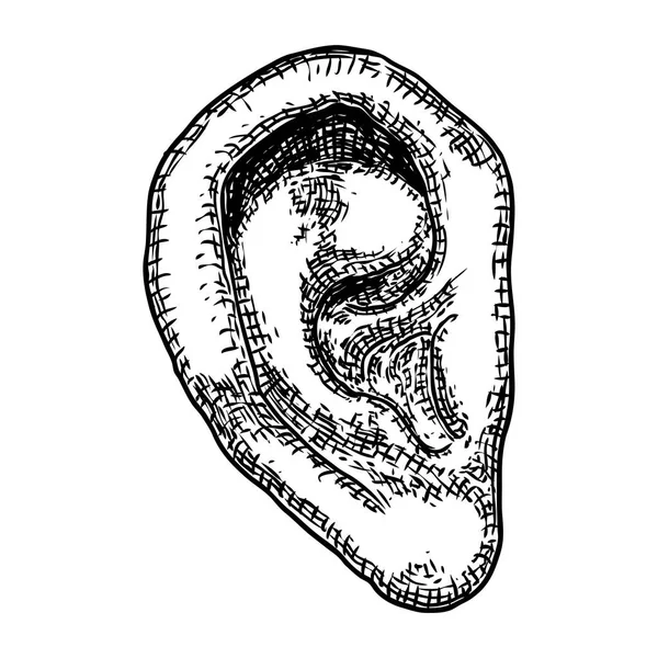 Человеческая анатомия уха часть тела в выгравированном стиле ручной работы. Styliz — стоковый вектор