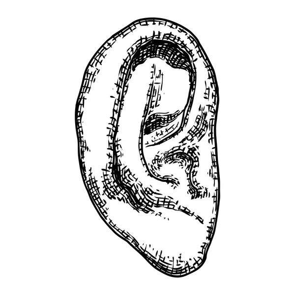 Тіло анатомії вуха людини частина в гравірованому стилі рук. Стиліз — стоковий вектор