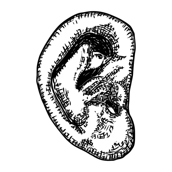 Anatomia dell'orecchio umano parte del corpo in stile disegnato a mano inciso. Styliz — Vettoriale Stock
