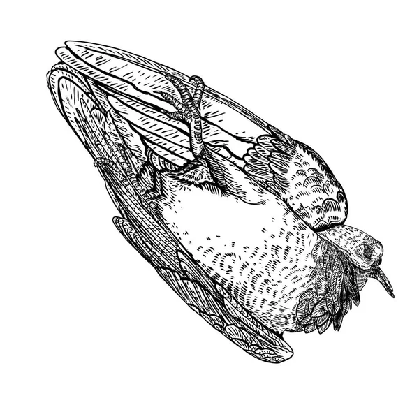 Handritad död fågel. Graverad etsad. Stiliserad ritning av Deco — Stock vektor
