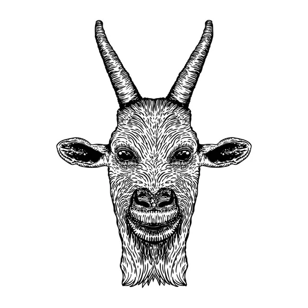 Cabra graciosa, cabeza de animal de granja con cuernos. Bosquejo en blanco y negro . — Archivo Imágenes Vectoriales