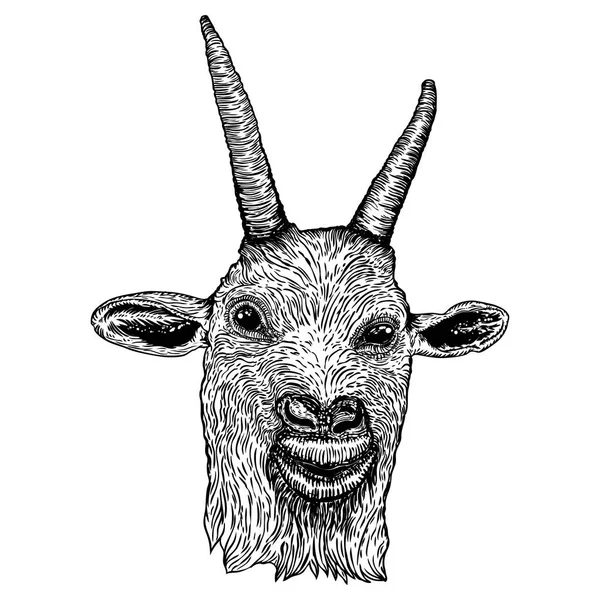 Cabra graciosa, cabeza de animal de granja con cuernos. Bosquejo en blanco y negro . — Archivo Imágenes Vectoriales