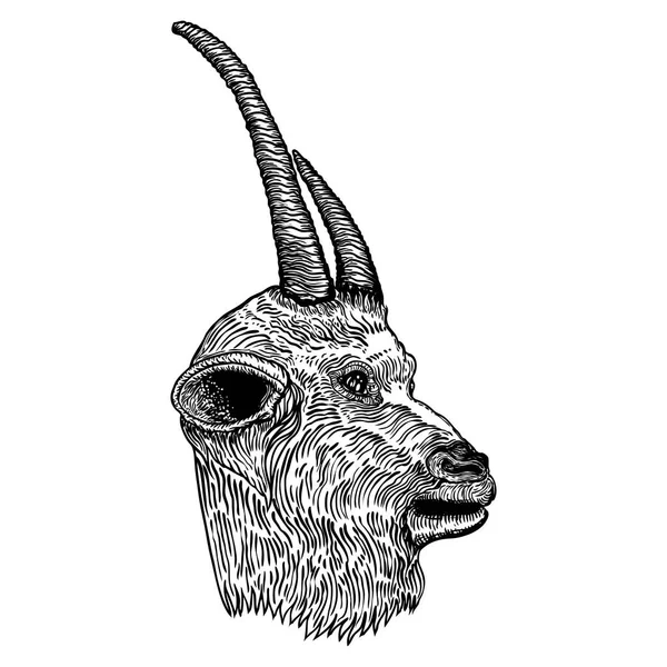 Cabra graciosa, cabeza de animal de granja con cuernos. Bosquejo en blanco y negro . — Archivo Imágenes Vectoriales