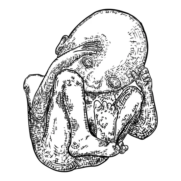 Desarrollo del bebé en el dibujo del embarazo. Anatomía y embarazo por — Vector de stock