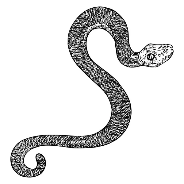 Illustrazione disegno serpente. Serpente nero isolato su una ba bianca — Vettoriale Stock