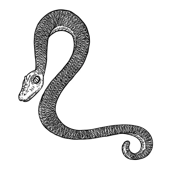 Illustrazione disegno serpente. Serpente nero isolato su una ba bianca — Vettoriale Stock