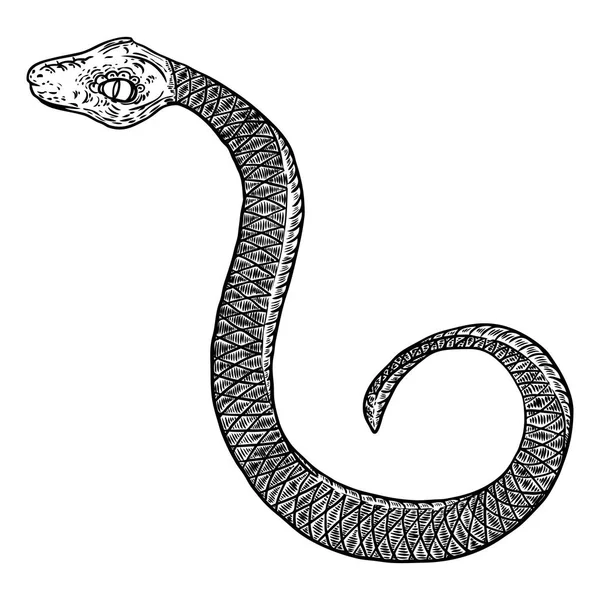 Ilustração de desenho de cobra. Serpente preta isolada em uma ba branca — Vetor de Stock