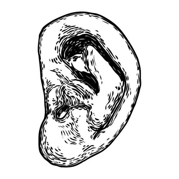 Tělo anatomie lidského ucha v ručně kreslený styl. Styliz — Stockový vektor