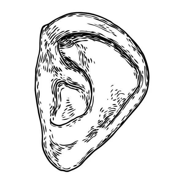 Parte del cuerpo de anatomía del oído humano en estilo dibujado a mano grabado. Styliz. — Vector de stock