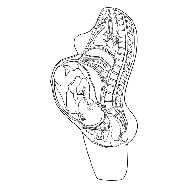 Mujer y diagrama de embarazo. Anatomía detallada de los órganos del cuerpo femenino — Vector de stock