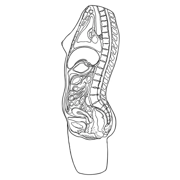 Diagrama de mulher e gravidez. Anatomia detalhada dos órgãos do corpo feminino —  Vetores de Stock
