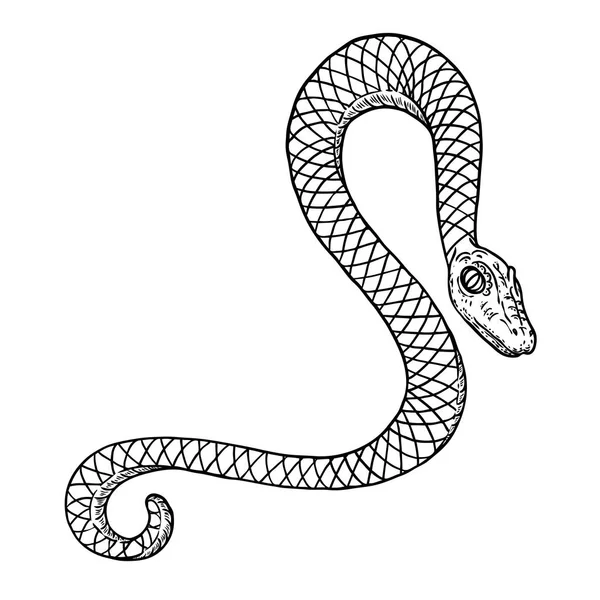Yılan çizim illüstrasyon. Siyah yılan beyaz bir ba izole — Stok Vektör