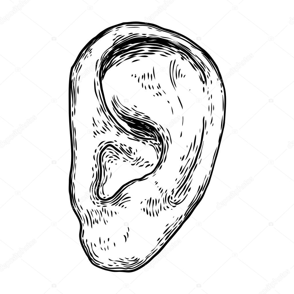Human ear anatomy body part in engraved hand drawn style. Styliz