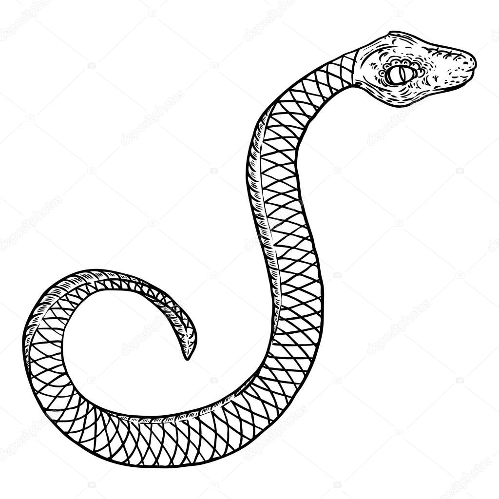 Vettoriale stockIllustrazione disegno serpente. Serpente nero isolato su  una ba bianca di ©goldenshrimp #272708400, image size:1024x1024