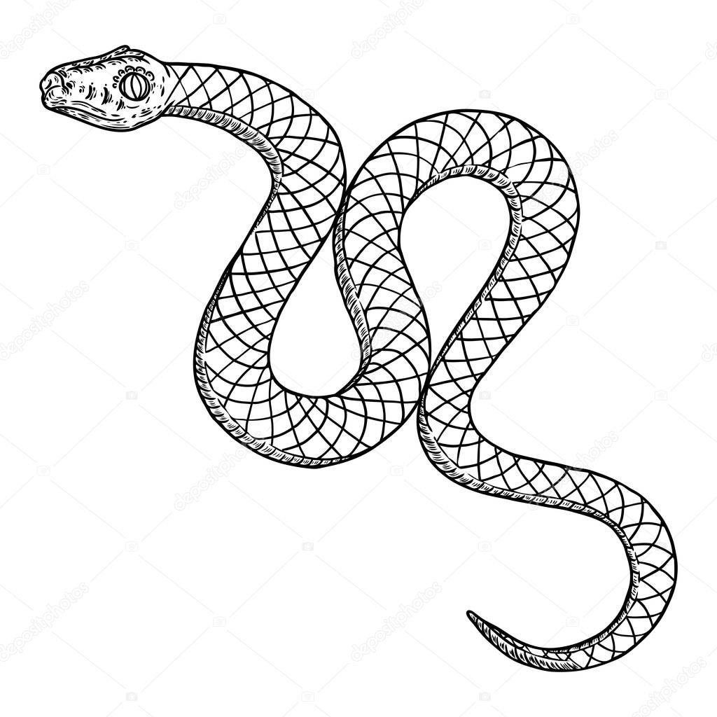 Snake drawing illustration. Black serpent isolated on a white ba