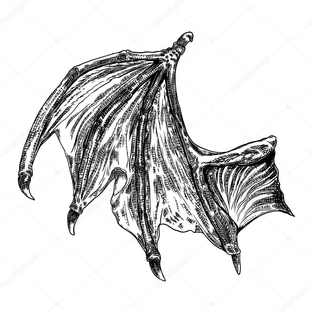 Hand drawn vintage etched woodcut fallen angel or vampire detailed wings. Dragon or gargoyle wings. Heraldic wings for tattoo and mascot design. Isolated sketch collection. Vector.