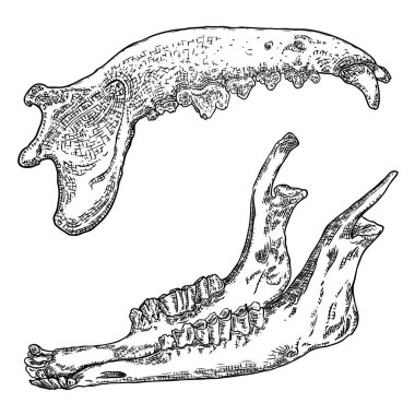 Koyun veya keçi ve kurt veya köpek çene seti. Yaşlı dişler kemikler. Fa