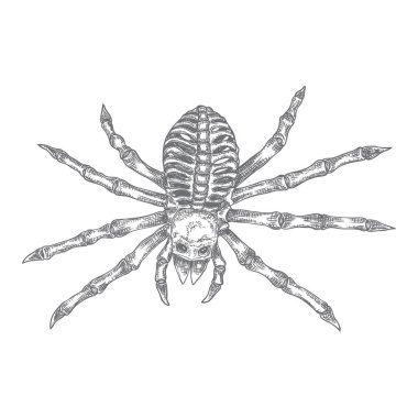 Siyah örümcek yakın, büyük korkunç örümcek izole, zehirli inse