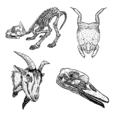 Sürüngen kurbağa, kurbağa, kedi iskelet, keçi veya koyun kafası, Duc seti