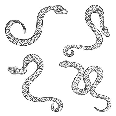 Set of snake drawing illustration. Black serpent isolated on a w clipart