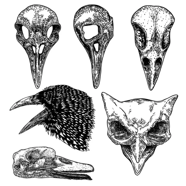 Набір воронного черепа птахів. Рука намальована ворон череп, сова і качка лі — стоковий вектор
