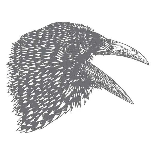 Crow na białym tle. Ręcznie rysowany szkic Artystyczny. Głowa czarnego kruka. — Wektor stockowy