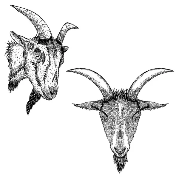 Koza lub owce hodowli zwierząt głowy z rogami. Czarno-białe sketc — Wektor stockowy
