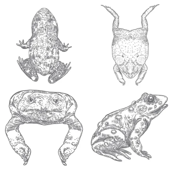 Conjunto de varias ranas, sapos venenosos dibujo de la mano, bruja negra — Vector de stock