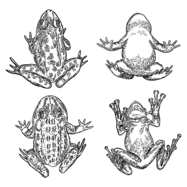 Conjunto de ilustración de línea de rana. Dibujo de mano de anuran o sapo venenoso — Vector de stock