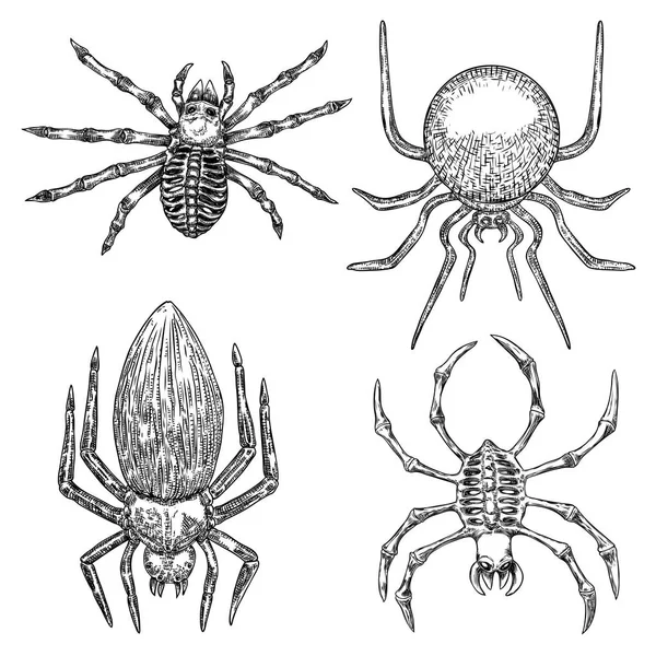 Набір павуків крупним планом, великі страшні павуки ізольовані, отруйні я — стоковий вектор