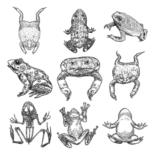 Conjunto de ilustração da linha Frog. Anuran ou sapo venenoso drawi mão —  Vetores de Stock