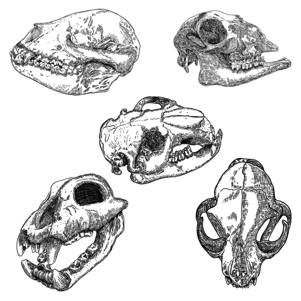 Sada zvířecích lebek, rytí ručně kreslenými hlavami. Pes, vlk, c — Stockový vektor