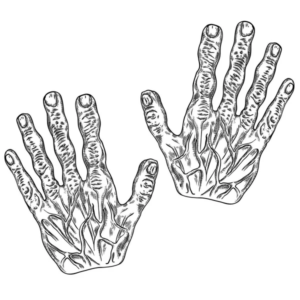 Manos de monstruo zombie miedo, dibujado a mano. Aislado sobre fondo blanco — Vector de stock