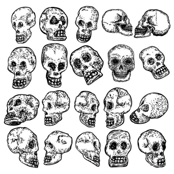 Conjunto de cráneos humanos decorativos en diferentes direcciones, dra mano — Vector de stock